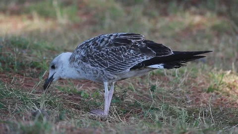 Lesser Black-backed gull (Larus fuscus) Stock Footage 124950641