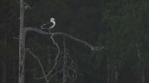 Lesser black-backed gull, Larus fuscus, sitting on the tree trunky above the wat Stock Footage 278911330