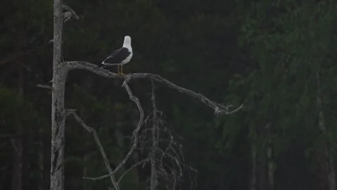 Lesser black-backed gull, Larus fuscus, sitting on the tree trunky above the wat Stock Footage 278913886