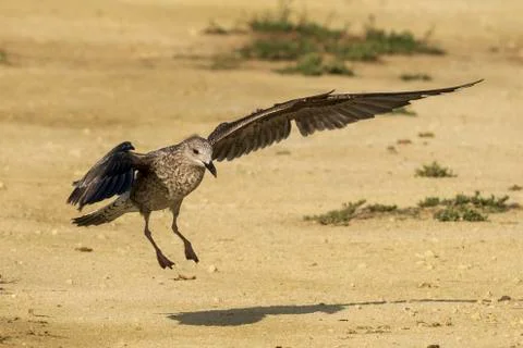 Lesser Black-backed Gull Larus fuscus Costa Ballena Cadiz Stock Photos