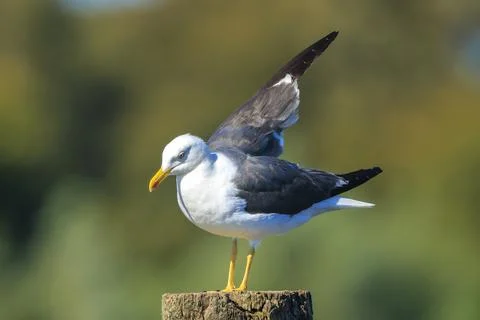 Lesser black-backed gull, Larus fuscus, perched Stock Photos