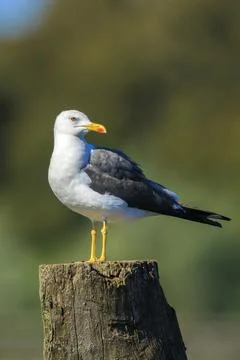 Lesser black-backed gull, Larus fuscus, perched Stock Photos