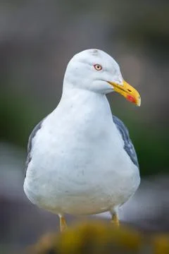 Lesser Black-Backed Gull Stock Photos