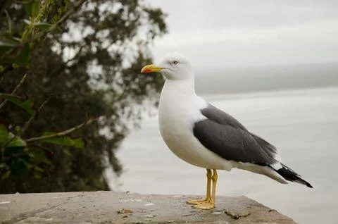 Lesser black-backed gull. Stock Photos