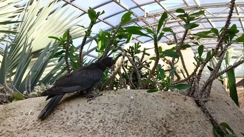Lesser Black Vasa Madagascar Parrot Exotic Bird Stands with Euphorbia Lophog Stock Footage 196998073