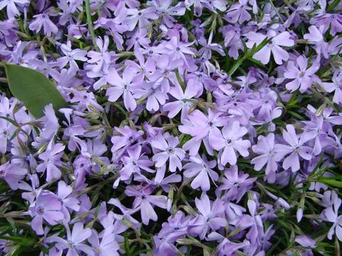 Lesser blue periwinkle common, spring flowers background, ukrainian flower Stock Photos