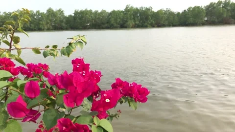 Lesser bougainvillea Stock Footage 234671238