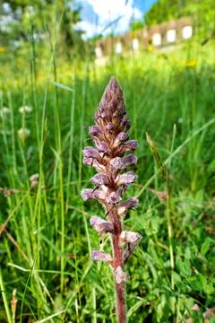 Lesser Broomrape. Stock Photos