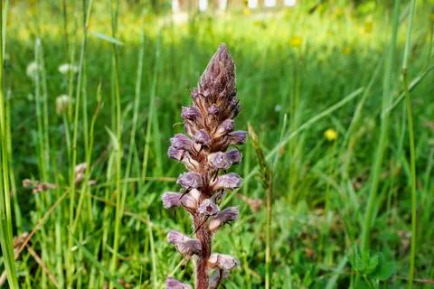 Lesser Broomrape. Stock Photos