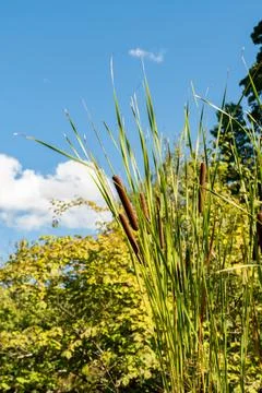 Lesser bulrush or Typha Angustifolia plant in Zurich in Switzerland 15.9.2025 Stock Photos