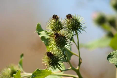 Lesser burdock buds closeup view with blurred background Foto stock