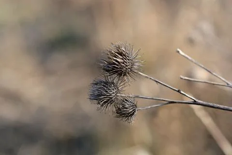 Lesser burdock Stock Photos