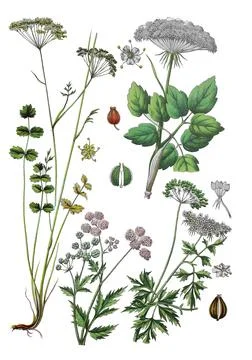 Lesser burnet common burnet stone burnet rock parsley buckthorn pepperwort or Stock Illustration