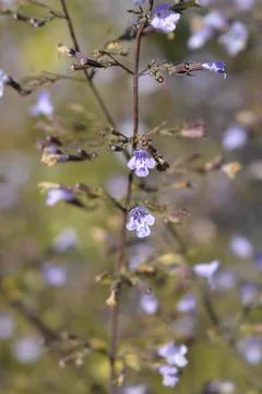 Lesser calamint Blue Cloud Stock Photos