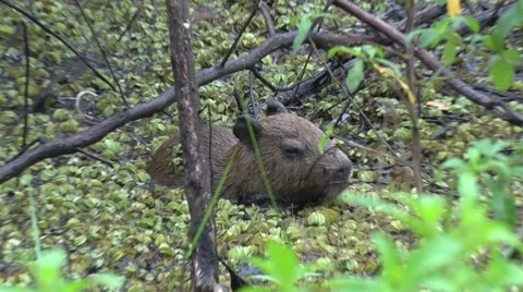 Lesser Capybara hide in swamp in thick bush in lowland rainforest zooming in 스톡 동영상 55526673