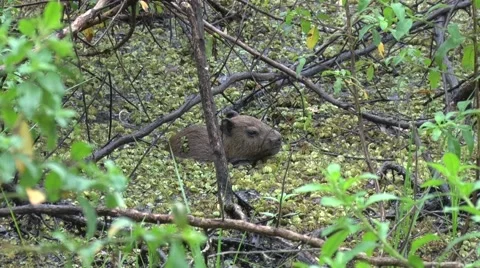 Lesser Capybara hide in swamp in thick bush in lowland rainforest 스톡 동영상 55526706