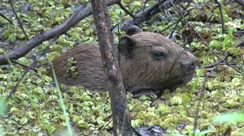 Lesser Capybara hide in swamp in thick b... | Stock Video | Pond5
