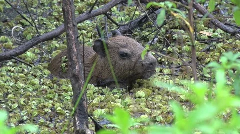Lesser Capybara hide in swamp in thick b... | Stock Video | Pond5