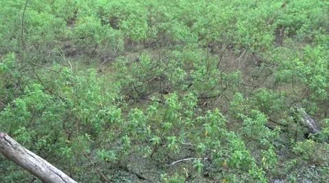 Lesser Capybara hide in swamp in thick bush in lowland rainforest zooming in 스톡 동영상 55526808