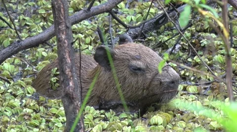 Lesser Capybara hide in swamp in thick bush in lowland rainforest zooming in 스톡 동영상 55526824