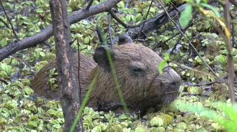 Lesser Capybara hide in swamp in thick bush in lowland rainforest zooming in 스톡 동영상 55526829