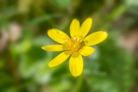 Lesser celandine flower Stock Photos