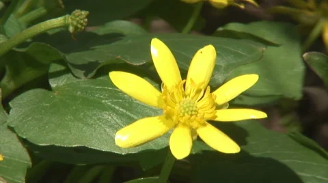 Lesser celandine Video stock 48577364