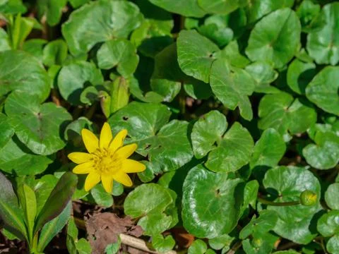 Lesser celandine , one of the first spring wildflower. Ranunculus Ficaria Stock Photos