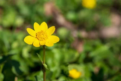 Lesser celandine , one of the first spring wildflower. Ranunculus Ficaria Stock Photos