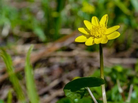 Lesser celandine , one of the first spring wildflower. Ranunculus Ficaria Stock Photos