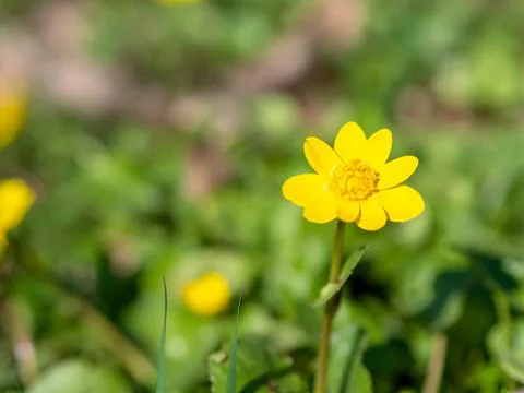 Lesser celandine , one of the first spring wildflower. Ranunculus Ficaria Stock Photos
