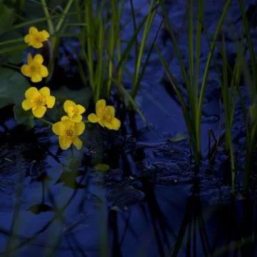 Lesser Celandine Stock Photos