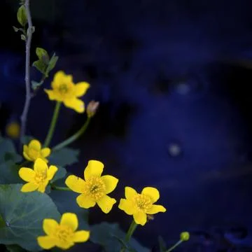Lesser Celandine Stock Photos