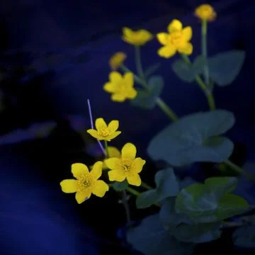 Lesser Celandine Stock Photos