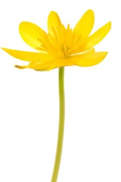 Lesser celandine Stock Photos