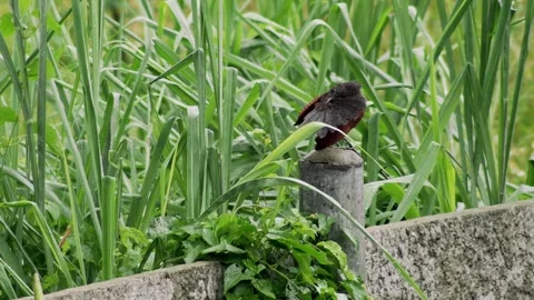 Lesser Coucal Perched Above Tall Tropical Grass Stock-Footage 341841999