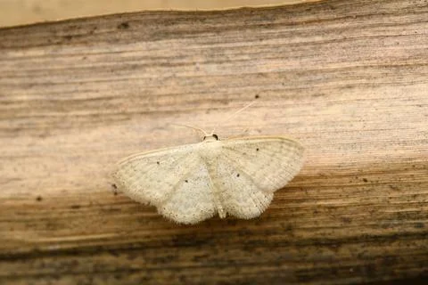 Lesser Cream Wave Moth Stock Photos