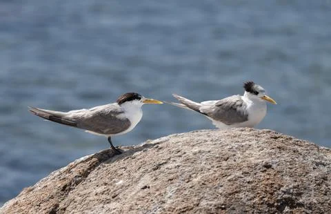 Lesser Crested Terns on a rock in Encounter Bay, South Australia, Australia Stock Photos