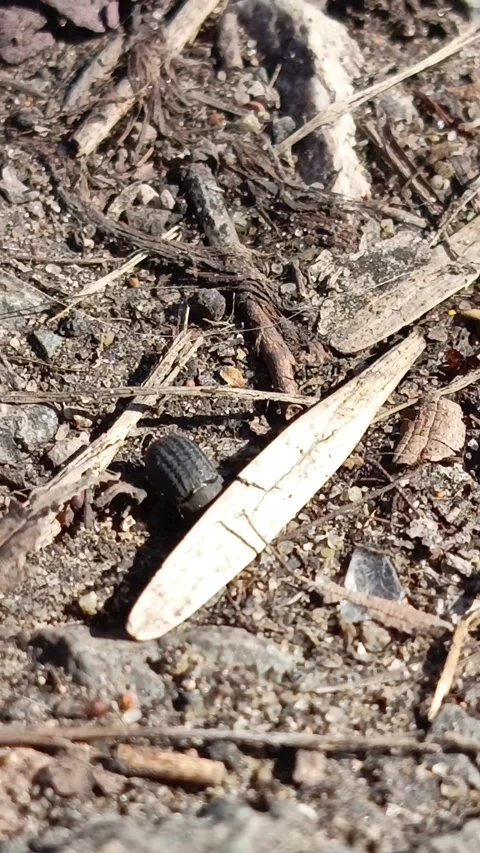 Lesser darkling beetle runs across the sand and digs the ground in the steppe Stockbeeldmateriaal 332548986