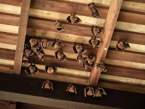 Lesser Dog-faced Fruit Bat, Cyneropterus brachyotis, hanging in a roof Stock Photos