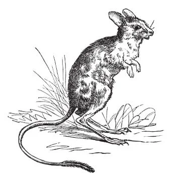Lesser Egyptian Jerboa or Jaculus jaculus vintage engraving Stock Illustration