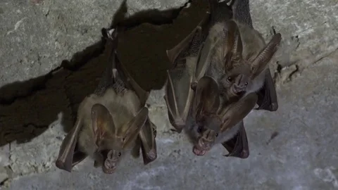 Lesser False Vampire Bats hanging and stretch wings and walk in roof Stock Footage 79297373