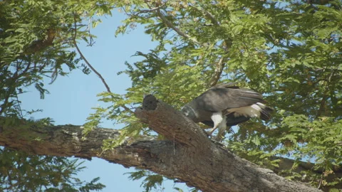 Lesser fish eagle eating on the  branch. Stock Footage 235606735