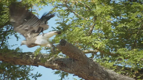 Lesser fish eagle fly away-Sri Lanka . Stock Footage 235534989