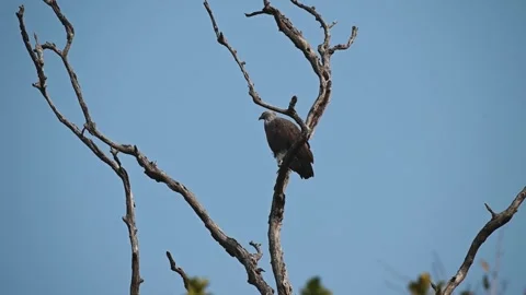 Lesser fish eagle looking around for prey in Corbett national park Video stock 266689723