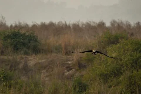 Lesser Fish Eagle or Icthyophaga humilis in air head on with full wingspan Fotos Stock