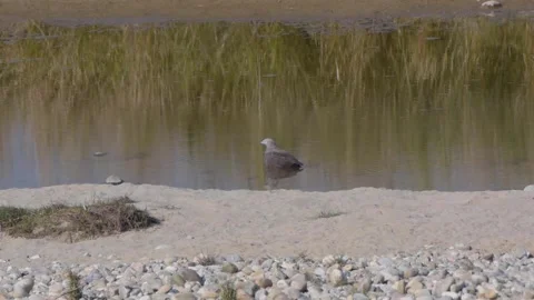 Lesser Fish Eagle in the pond in Corbett Tiger Reserve Stock Footage 145829101