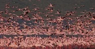 Lesser Flamingo, Phoenicopterus Minor, Group In Flight, Taking Off From Water, Stock Footage