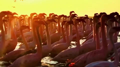 Lesser Flamingos Moving Through Shallow Water at Sambhar Lake, India Stock Footage 326086751