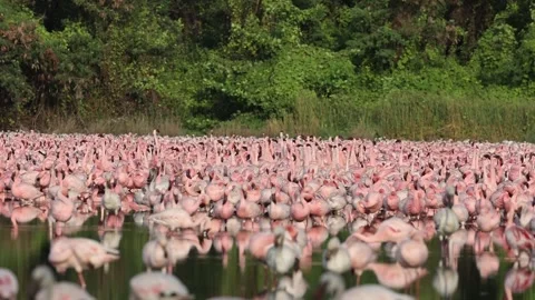 Lesser Flamingos Perform Synchronized Courtship Display in Urban Wetland Lake Video stock 341761408